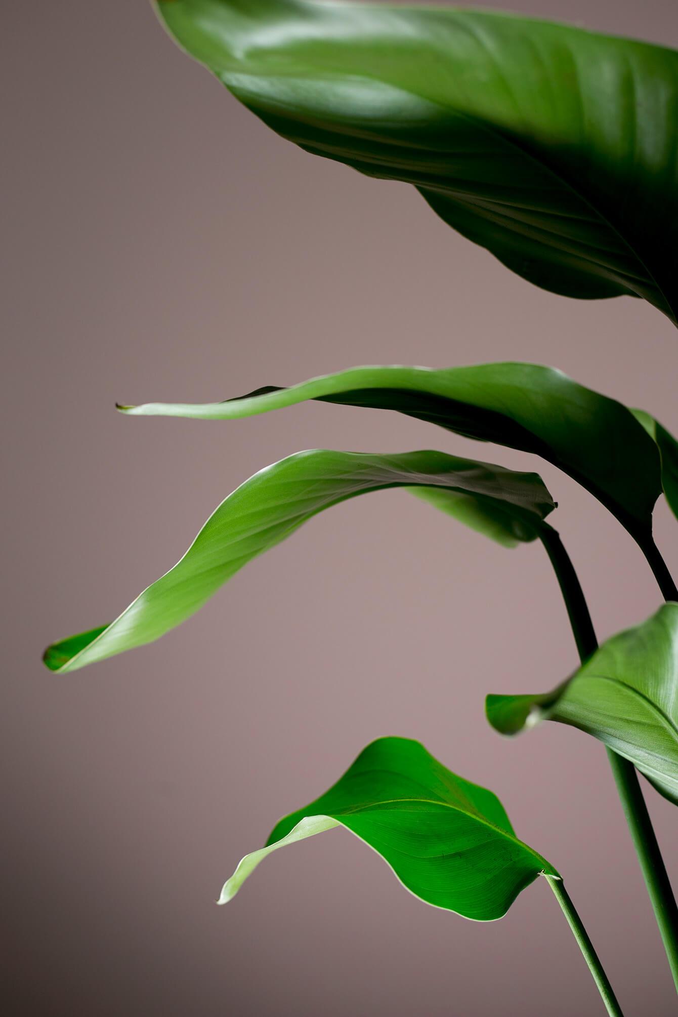 Giada Meroni | Cuidate Studio